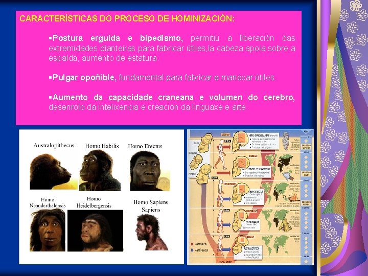 CARACTERÍSTICAS DO PROCESO DE HOMINIZACIÓN: Postura erguida e bipedismo, permitiu a liberación das extremidades