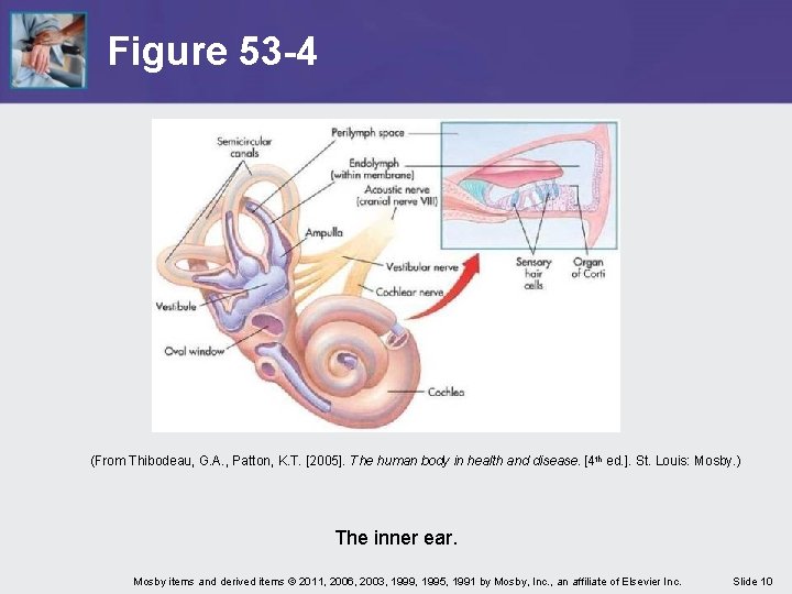 Figure 53 -4 (From Thibodeau, G. A. , Patton, K. T. [2005]. The human