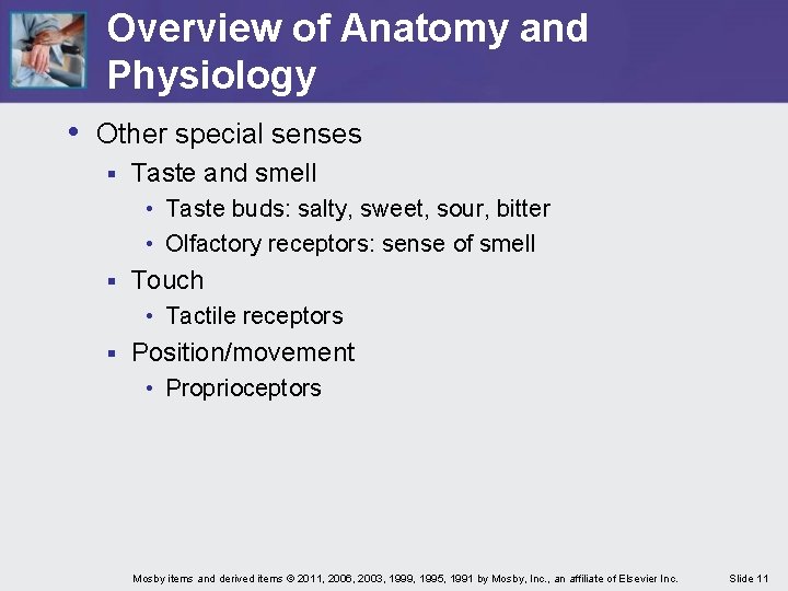 Overview of Anatomy and Physiology • Other special senses § Taste and smell •