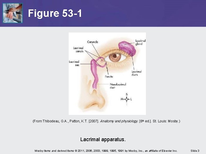 Figure 53 -1 (From Thibodeau, G. A. , Patton, K. T. [2007]. Anatomy and