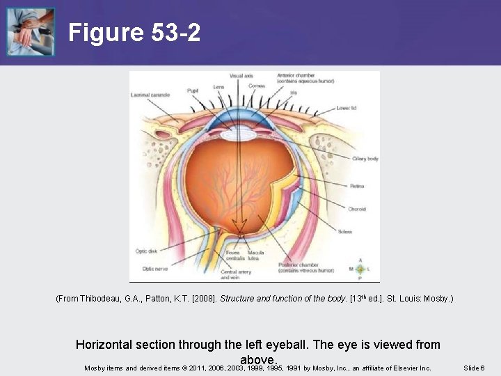 Figure 53 -2 (From Thibodeau, G. A. , Patton, K. T. [2008]. Structure and