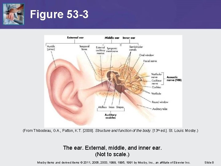 Figure 53 -3 (From Thibodeau, G. A. , Patton, K. T. [2008]. Structure and