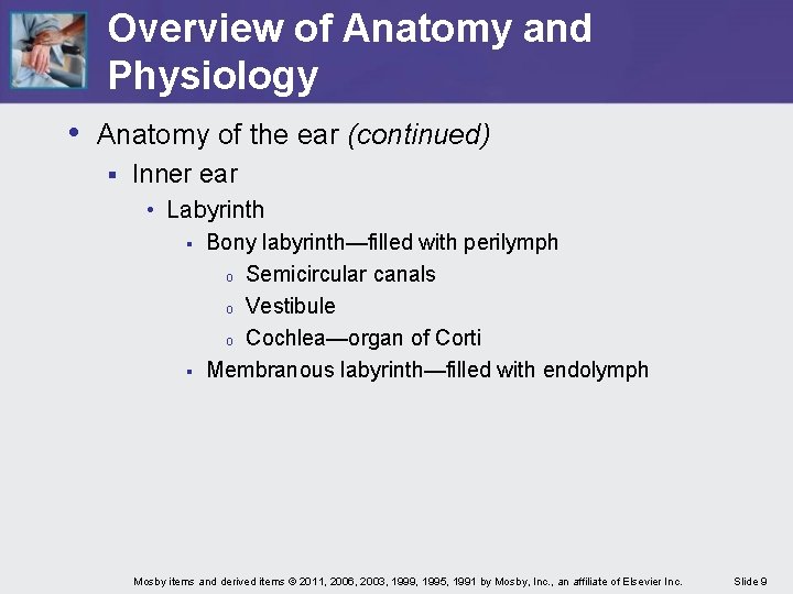 Overview of Anatomy and Physiology • Anatomy of the ear (continued) § Inner ear