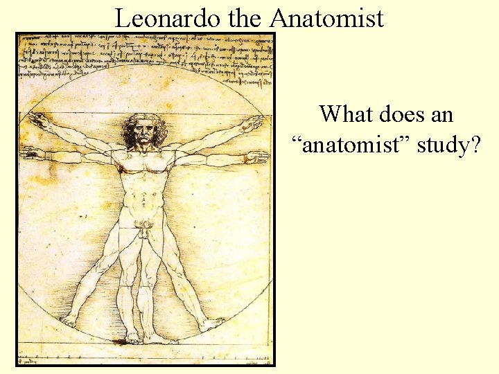 Leonardo the Anatomist What does an “anatomist” study? Leonardo the Anatomist What does an “anatomist” study?