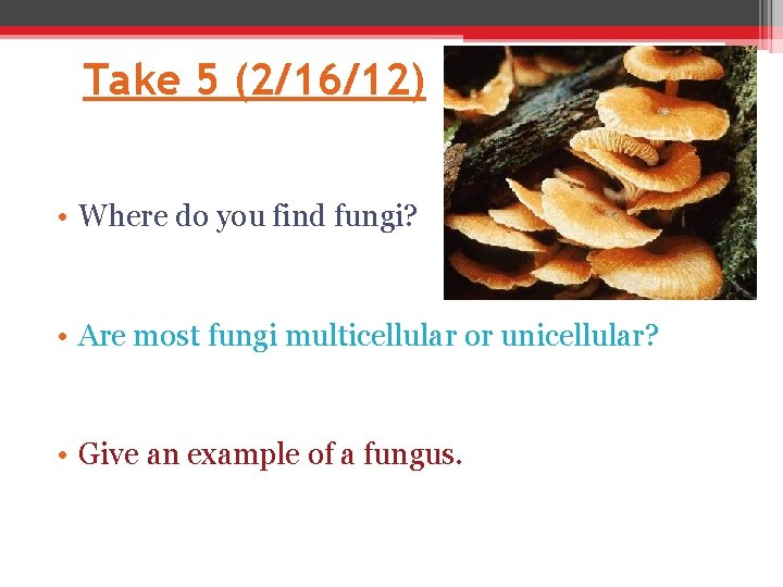 Take 5 (2/16/12) • Where do you find fungi? • Are most fungi multicellular