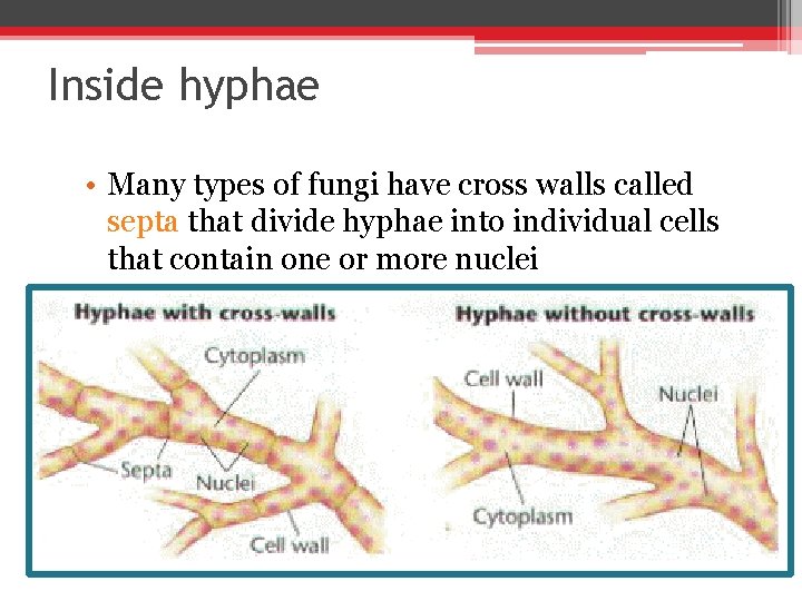 Inside hyphae • Many types of fungi have cross walls called septa that divide