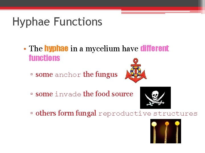 Hyphae Functions • The hyphae in a mycelium have different functions ▫ some anchor
