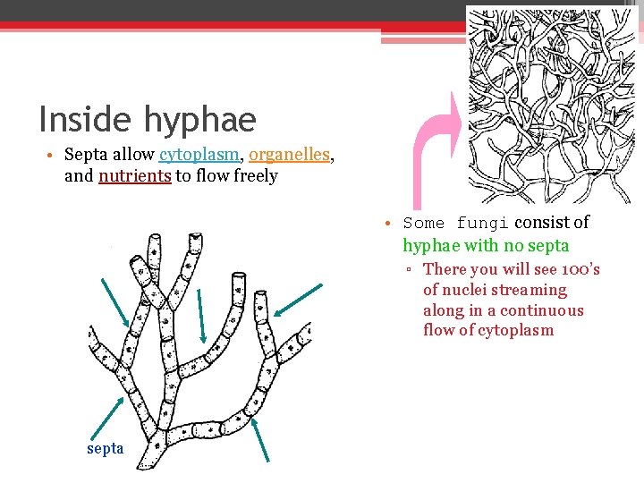 Inside hyphae • Septa allow cytoplasm, organelles, and nutrients to flow freely • Some