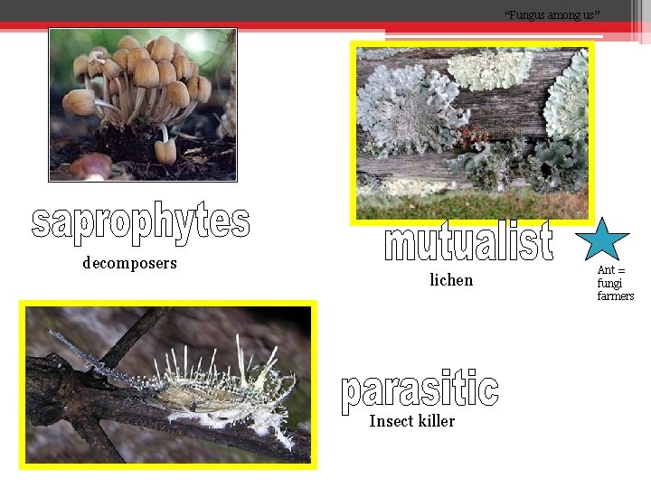 “Fungus among us” decomposers lichen Insect killer Ant = fungi farmers 