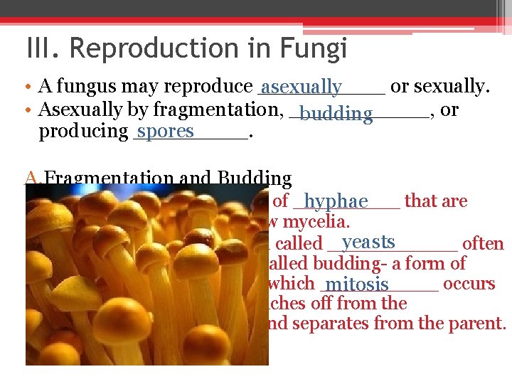 III. Reproduction in Fungi • A fungus may reproduce _____ or sexually. asexually •