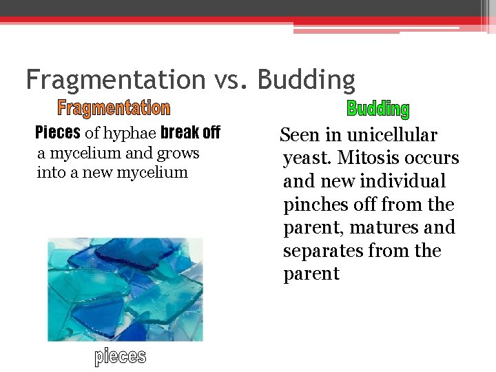 Fragmentation vs. Budding Pieces of hyphae break off a mycelium and grows into a