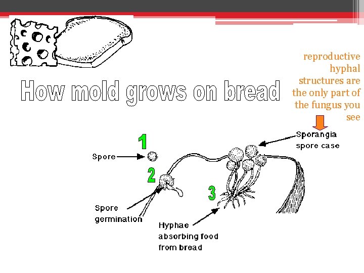 reproductive hyphal structures are the only part of the fungus you see 