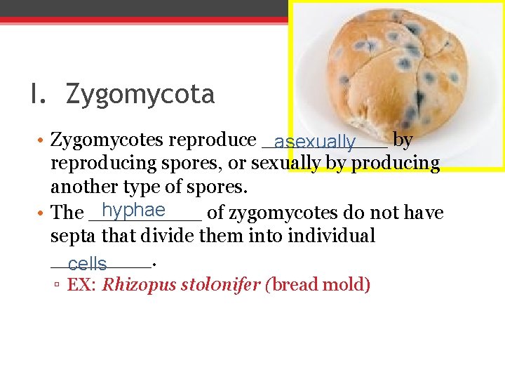 I. Zygomycota • Zygomycotes reproduce _____ by asexually reproducing spores, or sexually by producing