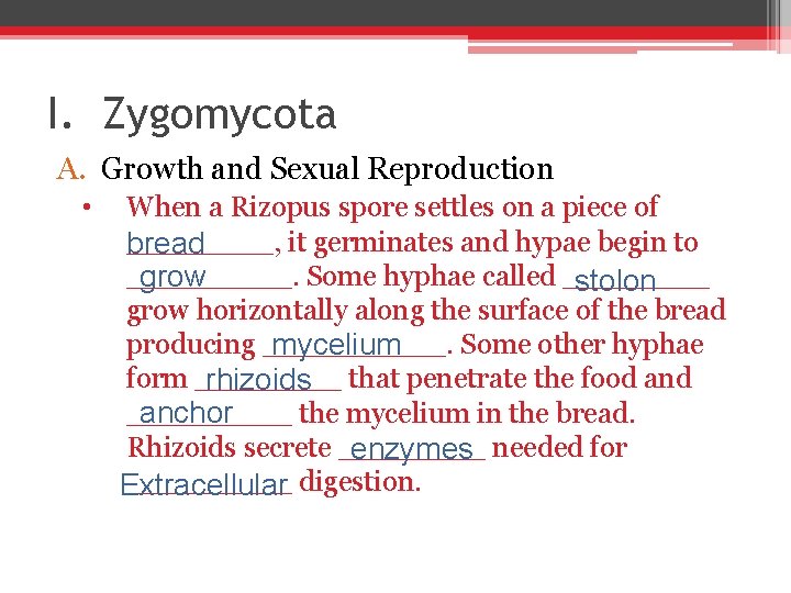 I. Zygomycota A. Growth and Sexual Reproduction • When a Rizopus spore settles on