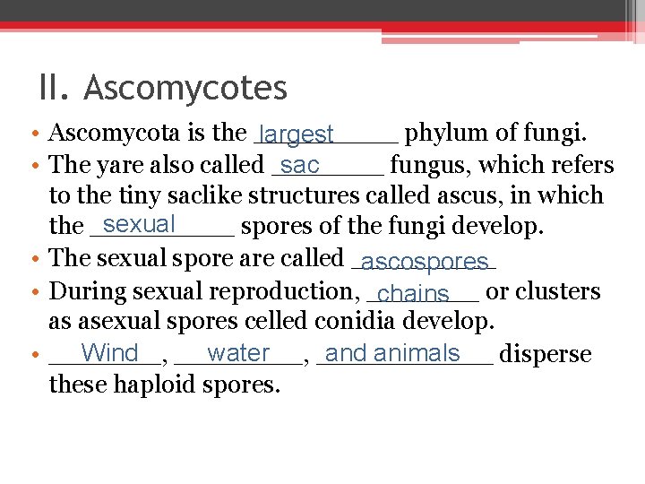 II. Ascomycotes • Ascomycota is the _____ phylum of fungi. largest sac • The