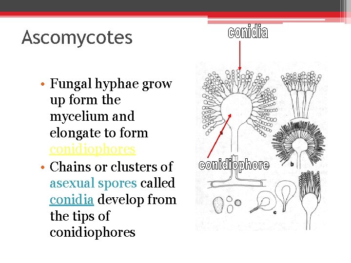 Ascomycotes • Fungal hyphae grow up form the mycelium and elongate to form conidiophores