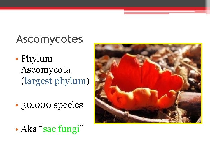 Ascomycotes • Phylum Ascomycota (largest phylum) • 30, 000 species • Aka “sac fungi”