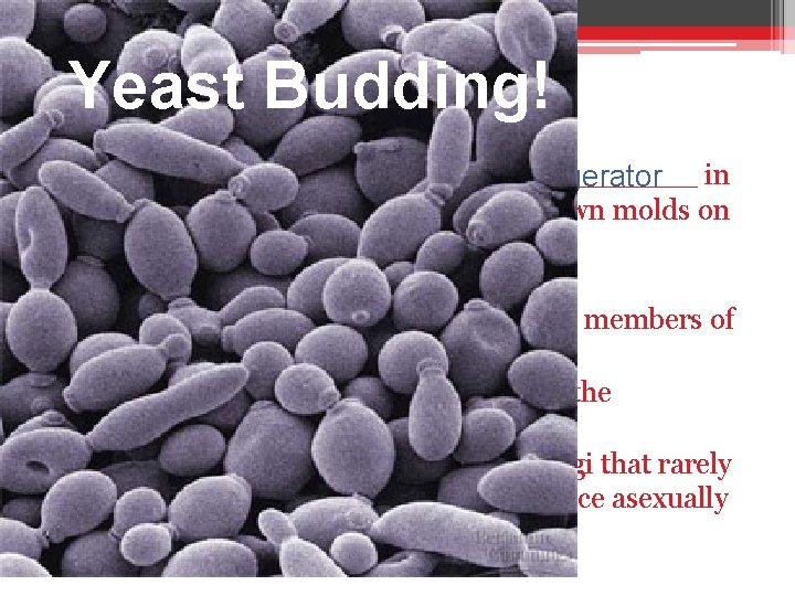 II. Yeast Ascomycotes Budding! A. Important Ascomycotes • • • A few types of