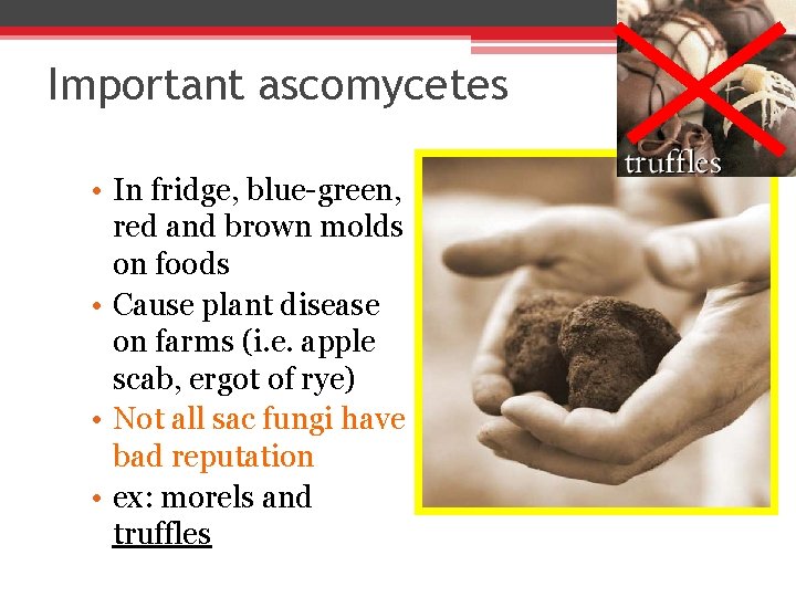 Important ascomycetes • In fridge, blue-green, red and brown molds on foods • Cause