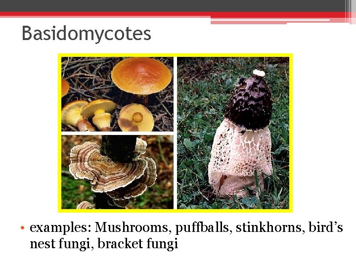 Basidomycotes • examples: Mushrooms, puffballs, stinkhorns, bird’s nest fungi, bracket fungi 