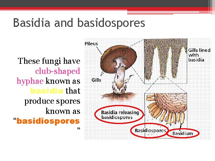 Basidia and basidospores These fungi have club-shaped hyphae known as basidia that produce spores