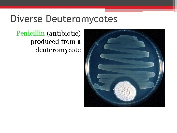 Diverse Deuteromycotes Penicillin (antibiotic) produced from a deuteromycote 