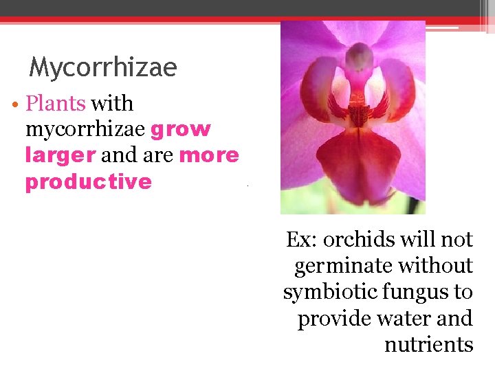 Mycorrhizae • Plants with mycorrhizae grow larger and are more productive Ex: orchids will