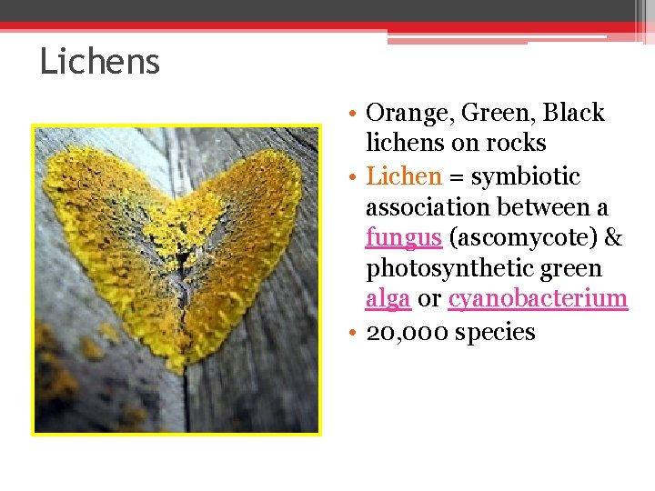 Lichens • Orange, Green, Black lichens on rocks • Lichen = symbiotic association between