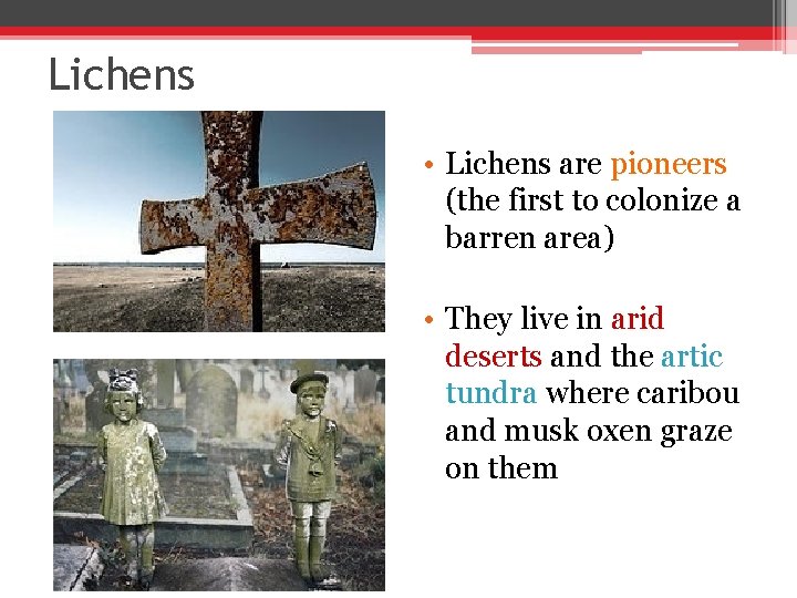 Lichens • Lichens are pioneers (the first to colonize a barren area) • They