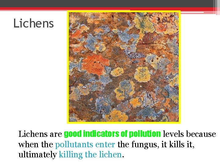 Lichens are good indicators of pollution levels because when the pollutants enter the fungus,