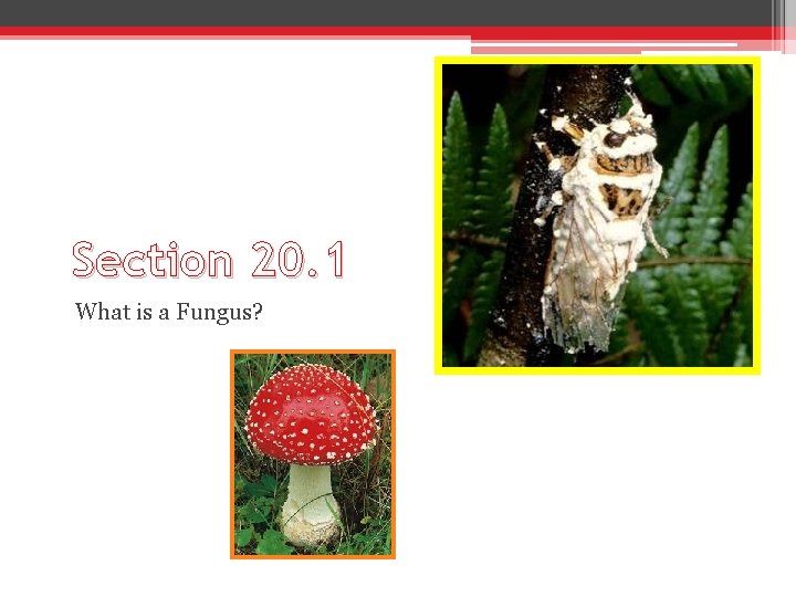 Section 20. 1 What is a Fungus? 