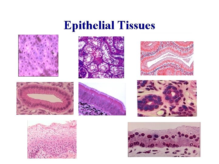 Epithelial Tissues 