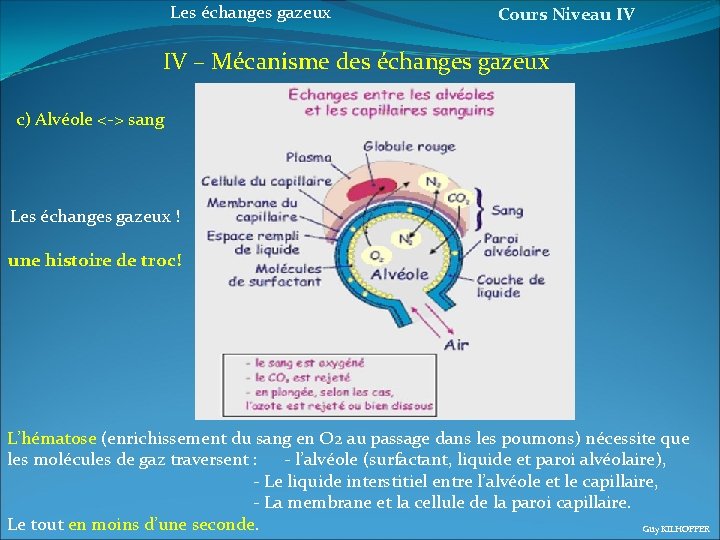 Les échanges gazeux Cours Niveau IV IV – Mécanisme des échanges gazeux c) Alvéole