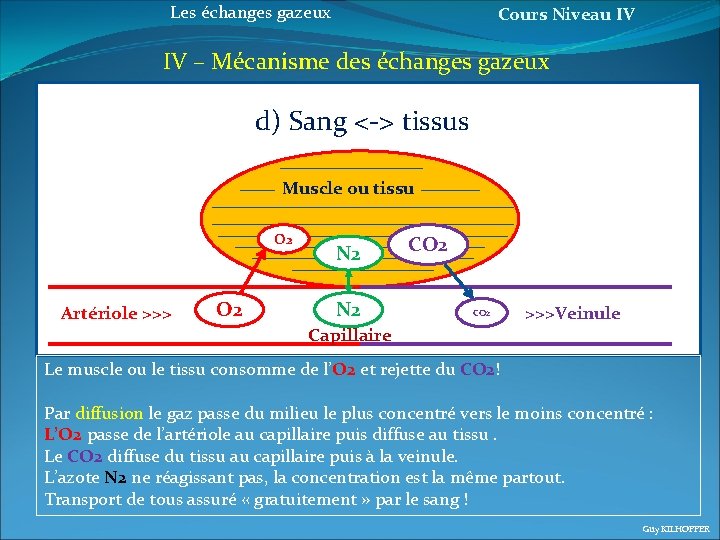 Les échanges gazeux Cours Niveau IV IV – Mécanisme des échanges gazeux d) Sang