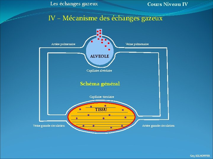 Les échanges gazeux Cours Niveau IV IV – Mécanisme des échanges gazeux Artère pulmonaire