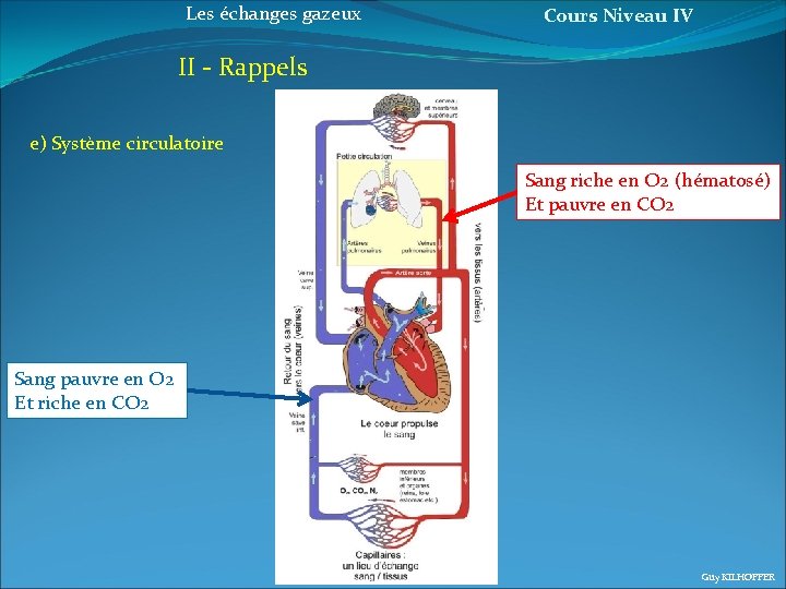 Les échanges gazeux Cours Niveau IV II - Rappels e) Système circulatoire Sang riche