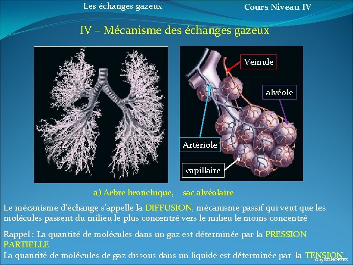 Les échanges gazeux Cours Niveau IV IV – Mécanisme des échanges gazeux Veinule alvéole