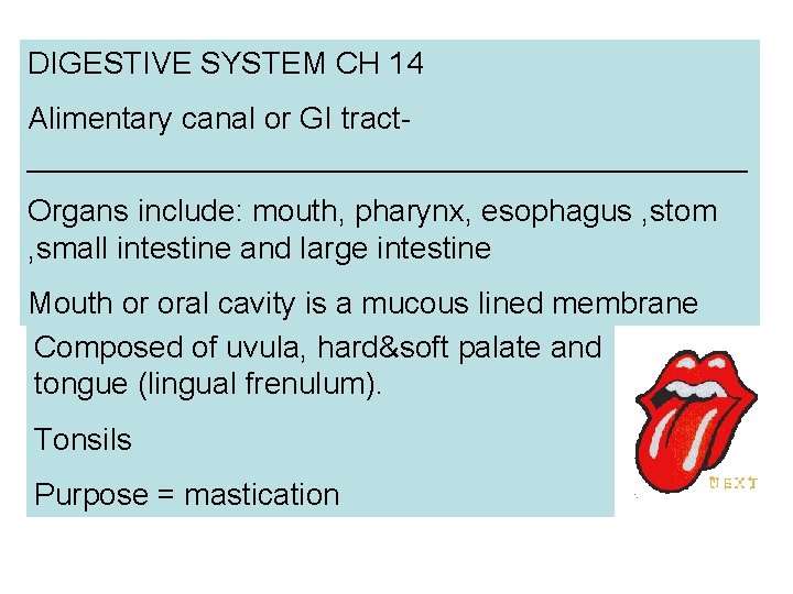 DIGESTIVE SYSTEM CH 14 Alimentary canal or GI tract_____________________ Organs include: mouth, pharynx, esophagus