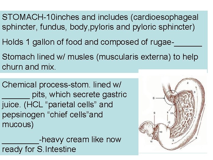 STOMACH-10 inches and includes (cardioesophageal sphincter, fundus, body, pyloris and pyloric sphincter) Holds 1