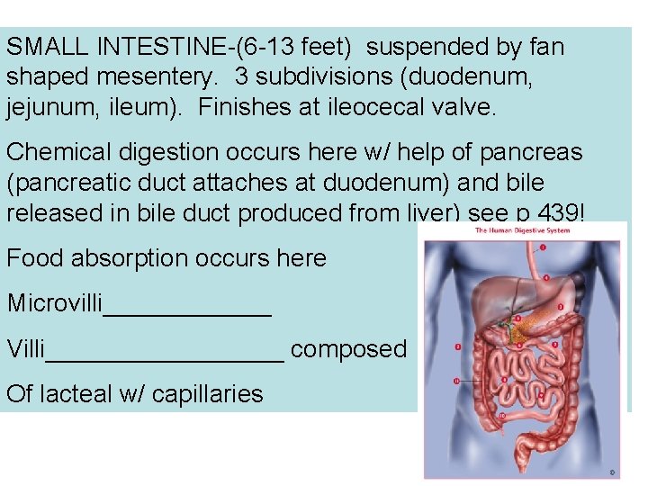SMALL INTESTINE-(6 -13 feet) suspended by fan shaped mesentery. 3 subdivisions (duodenum, jejunum, ileum).