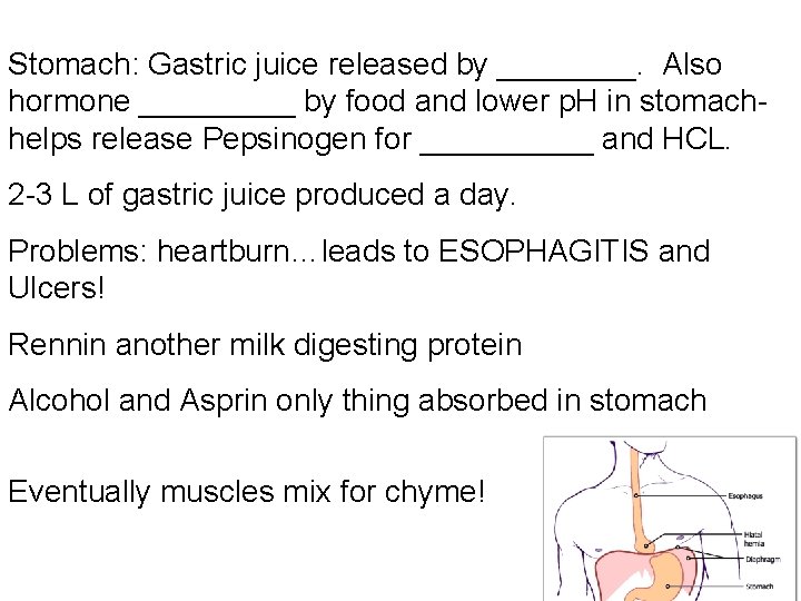 Stomach: Gastric juice released by ____. Also hormone _____ by food and lower p.