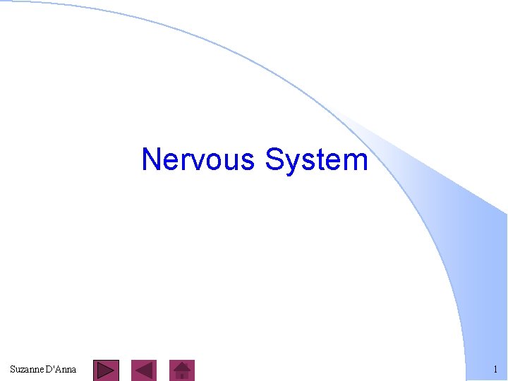 Nervous System Suzanne D'Anna 1 