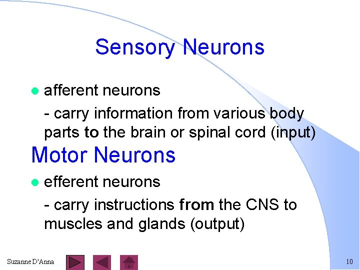 Sensory Neurons l afferent neurons - carry information from various body parts to the