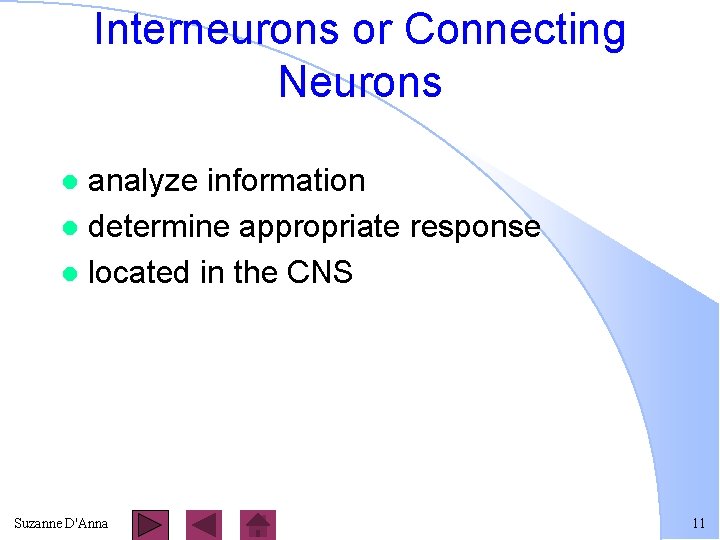 Interneurons or Connecting Neurons analyze information l determine appropriate response l located in the
