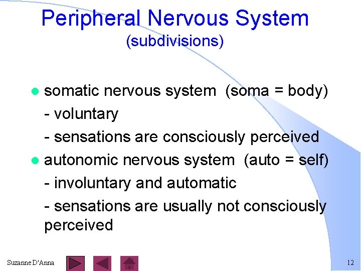 Peripheral Nervous System (subdivisions) somatic nervous system (soma = body) - voluntary - sensations