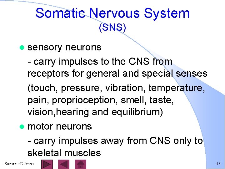 Somatic Nervous System (SNS) sensory neurons - carry impulses to the CNS from receptors