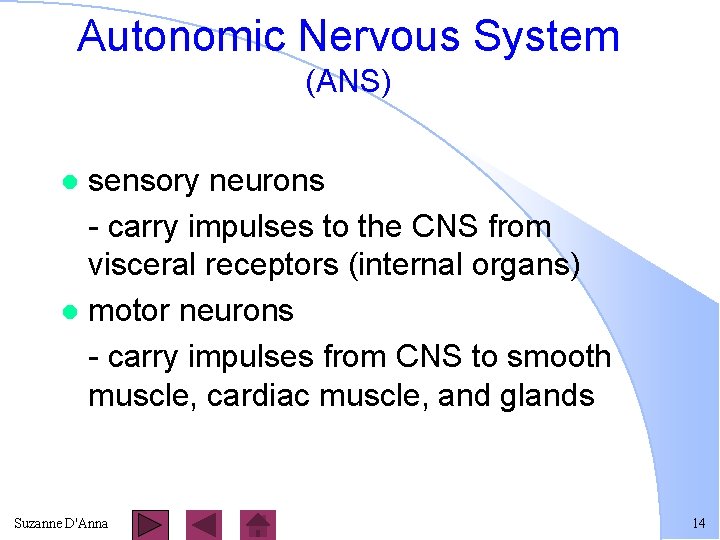 Autonomic Nervous System (ANS) sensory neurons - carry impulses to the CNS from visceral