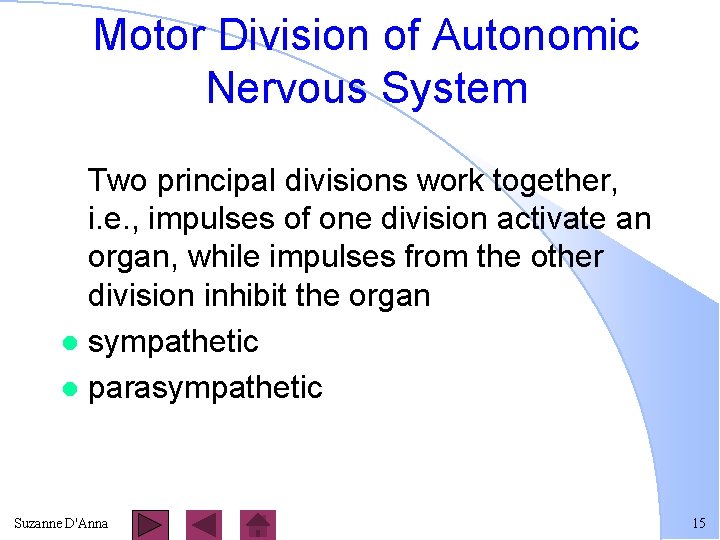 Motor Division of Autonomic Nervous System Two principal divisions work together, i. e. ,