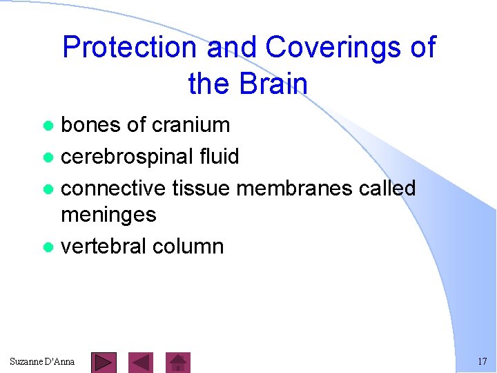 Protection and Coverings of the Brain bones of cranium l cerebrospinal fluid l connective