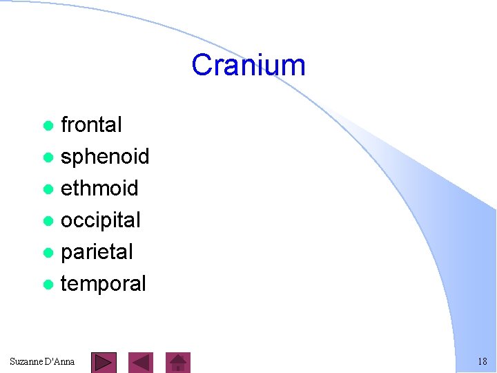 Cranium frontal l sphenoid l ethmoid l occipital l parietal l temporal l Suzanne